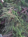 NORFOLK ISLAND PINE