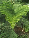 NORFOLK ISLAND PINE