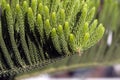 Norfolk island pine branch with rosin drop