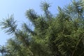 Norfolk island pine branches