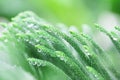 Norfolk island pine leaf with rain