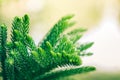 Norfolk Island Pine on nature blurred background. Close up Norfolk Island Pine on green nature. Araucaria heterophylla