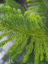 Norfolk Island pine tree green leaves background also known as star pine. Royalty Free Stock Photo