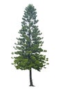 Norfolk pine or Araucaria pine tree Royalty Free Stock Photo