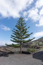 Norfolk Pine. Lanzarote. Canary Islands. Spain