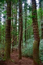 Sleeping Giant, Nounou Forest Reserve, Kauai, Hawaii, USA