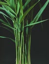 Norfolk reed grass abstract background