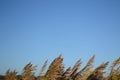 Norfolk Reed under blue sky