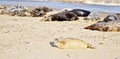 Norfolk seal rookery lying on the beach and closes his eys from the sun