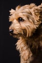 Norfolk Terrier