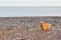 Norfolk terrier on the beach Royalty Free Stock Photo