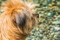 Norfolk Terrier puppy Royalty Free Stock Photo