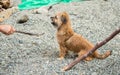 Norfolk Terrier puppy is standing on the beach Royalty Free Stock Photo