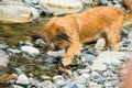 Norfolk Terrier puppy is standing on the beach being petted Royalty Free Stock Photo