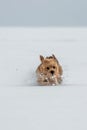 Norfolk terrier dog play on white snow Royalty Free Stock Photo