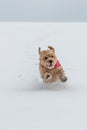 Norfolk terrier dog play on white snow Royalty Free Stock Photo