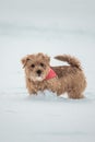 Norfolk terrier dog play on white snow Royalty Free Stock Photo