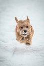 Norfolk terrier dog play on white snow Royalty Free Stock Photo