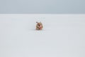 Norfolk terrier dog play on white snow Royalty Free Stock Photo