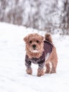 Norfolk terrier dog play on white snow Royalty Free Stock Photo