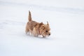 Norfolk terrier dog play on white snow Royalty Free Stock Photo