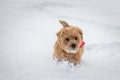 Norfolk terrier dog play on white snow Royalty Free Stock Photo