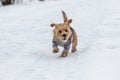 Norfolk terrier dog play on white snow Royalty Free Stock Photo