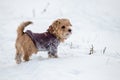 Norfolk terrier dog play on white snow Royalty Free Stock Photo