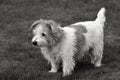 Norfolk Terrier