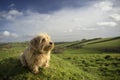 Norfolk Terrier