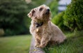 Norfolk Terrier