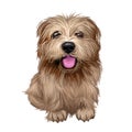 Norfolk terrier puppy British breed of dog digital art Royalty Free Stock Photo