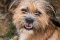 Norfolk Terrier puppy Royalty Free Stock Photo