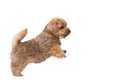 Norfolk Terrier puppy