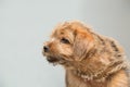 Norfolk Terrier puppy