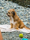 Norfolk Terrier puppy is standing on the beach being petted Royalty Free Stock Photo
