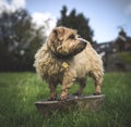 Norfolk Terrier Royalty Free Stock Photo
