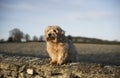 Norfolk Terrier