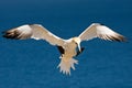 Norhern Gannet Royalty Free Stock Photo