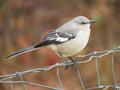 Northern Mockingbird closeup on a wire fence Royalty Free Stock Photo