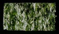 Nori sheet seaweed dried seaweed background texture image. Royalty Free Stock Photo