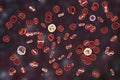 Normal blood smear Royalty Free Stock Photo