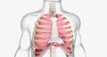 Normal breathing brings fresh oxygen down your trachea and into your lungs with an inhale