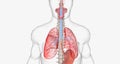 During normal breathing, oxygen rich air enters through your nose or mouth and reaches the lungs through your airways