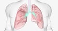 During normal breathing, oxygen rich air enters through your nose or mouth and reaches the lungs through your airways