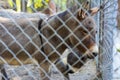 A normal donkey stands behind a cage at the zoo.