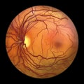 Normal eye retina, 3D illustration