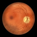 Normal eye retina, illustration