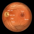 Normal eye retina, illustration