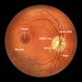 Normal eye retina, illustration